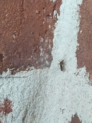 Aedes canadensis