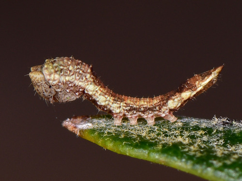 Spiny Hook-Tip