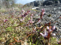 Polygonum spergulariiforme