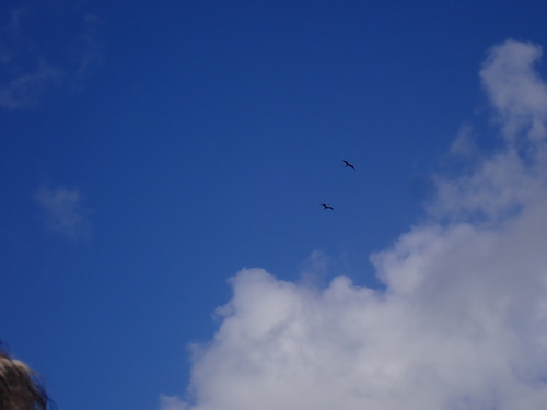 Lesser Frigatebird (Fregata ariel), photo 5