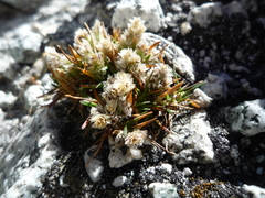 Poa lepidula