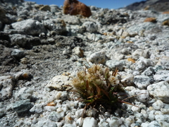 Poa lepidula