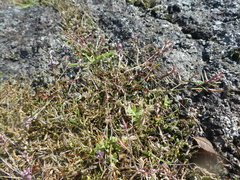 Polygonum spergulariiforme