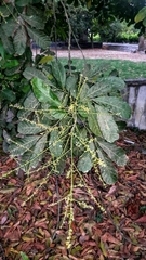 Matayba scrobiculata