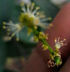 Matayba scrobiculata