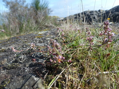 Polygonum spergulariiforme