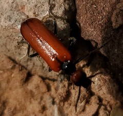 Eupompha schwarzi