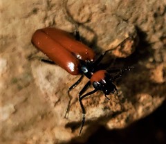 Eupompha schwarzi