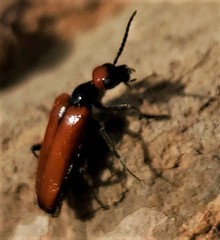 Eupompha schwarzi
