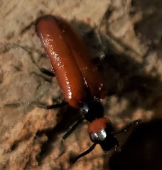 Eupompha schwarzi