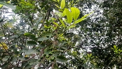 Matayba scrobiculata