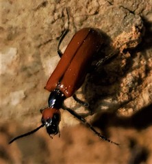 Eupompha schwarzi