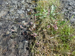 Polygonum spergulariiforme