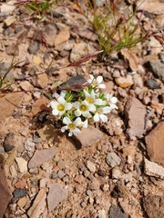 Linanthus demissus