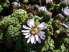 Werneria dactylophylla