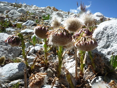 Senecio serratifolius