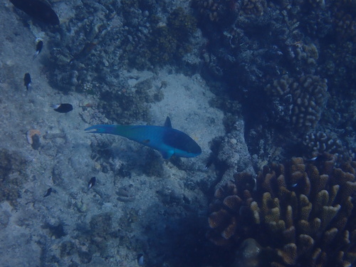 Scarus oviceps