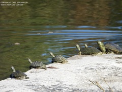 Texas Map Turtle photo 4