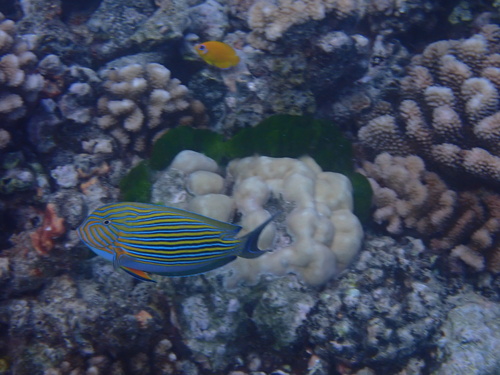Acanthurus lineatus