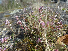 Polygonum spergulariiforme