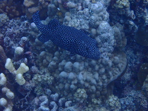 Arothron meleagris