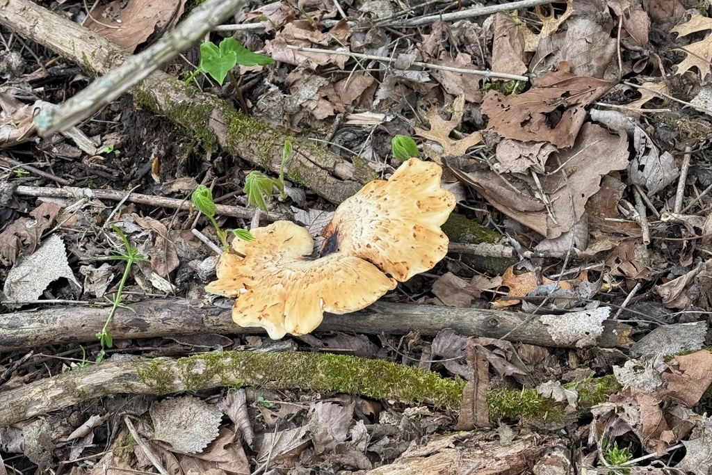 Cerioporus squamosus · April 2026 · photo: © colejwolf (iNaturalist, cc-by)
