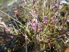 Polygonum spergulariiforme