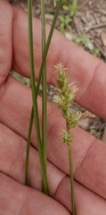 Carex muehlenbergii