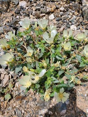 Mentzelia tricuspis