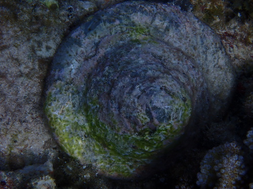 Rochia nilotica