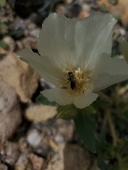 Xeralictus bicuspidariae
