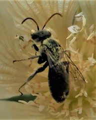 Xeralictus bicuspidariae