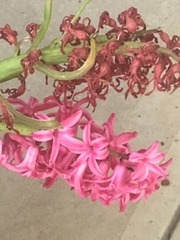 Hyacinthus