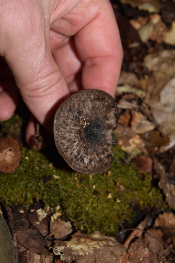 Pluteus velutinornatus · April 2026 · photo: © davidwhyte (iNaturalist, cc-by-sa)