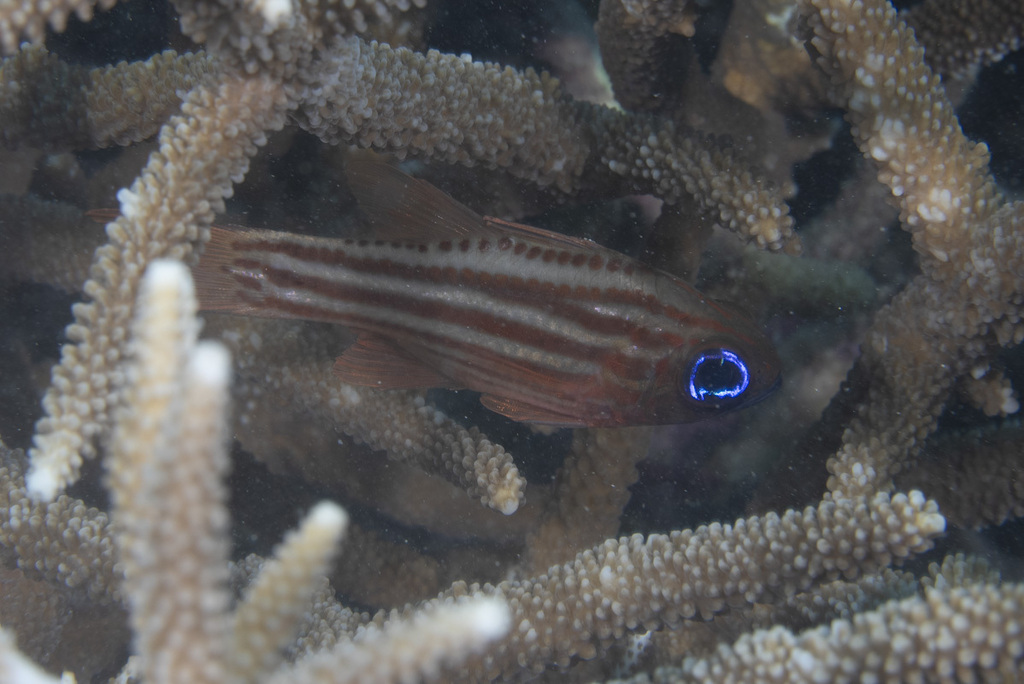 Ostorhinchus compressus (Ostorhinchus compressus) — Biodiversitas ...