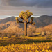 Yucca brevifolia - Photo (c) Aaron Echols,  זכויות יוצרים חלקיות (CC BY-NC), הועלה על ידי Aaron Echols