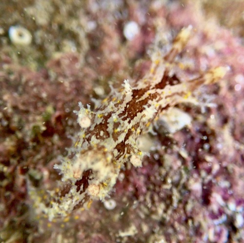 Plocamopherus ceylonicus