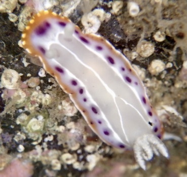 Goniobranchus setoensis