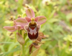 Ophrys × sommieri