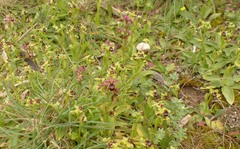 Ophrys × sommieri