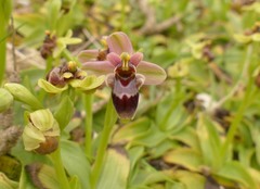 Ophrys × sommieri