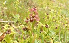 Ophrys × sommieri