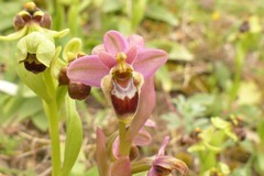 Ophrys × sommieri