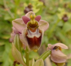 Ophrys × sommieri