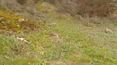 Ophrys × sommieri