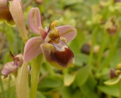 Ophrys × sommieri