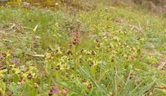 Ophrys × sommieri