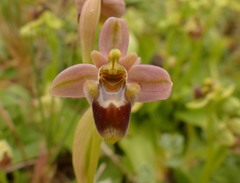 Ophrys × sommieri