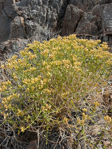Amphipappus fremontii, 2026-04-30