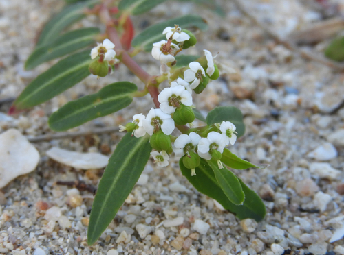 Euphorbia bifida observed 2026-04-25